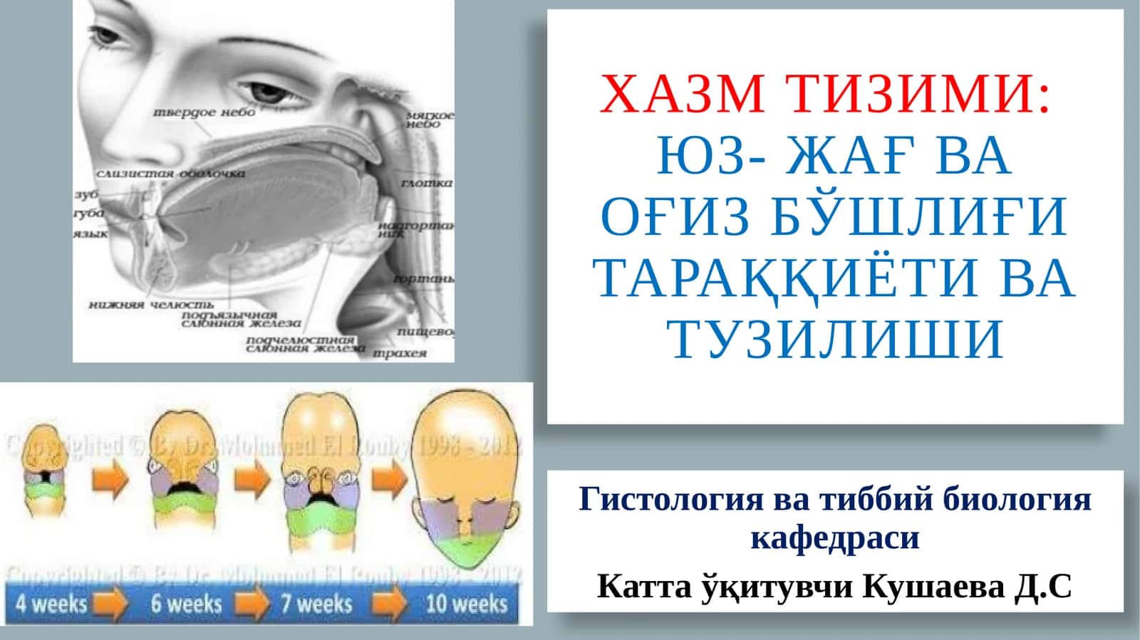 Хазмтизими:Юз-жағ ва оғиз бўшлиғи тараққиёти ва тузилиши 1
