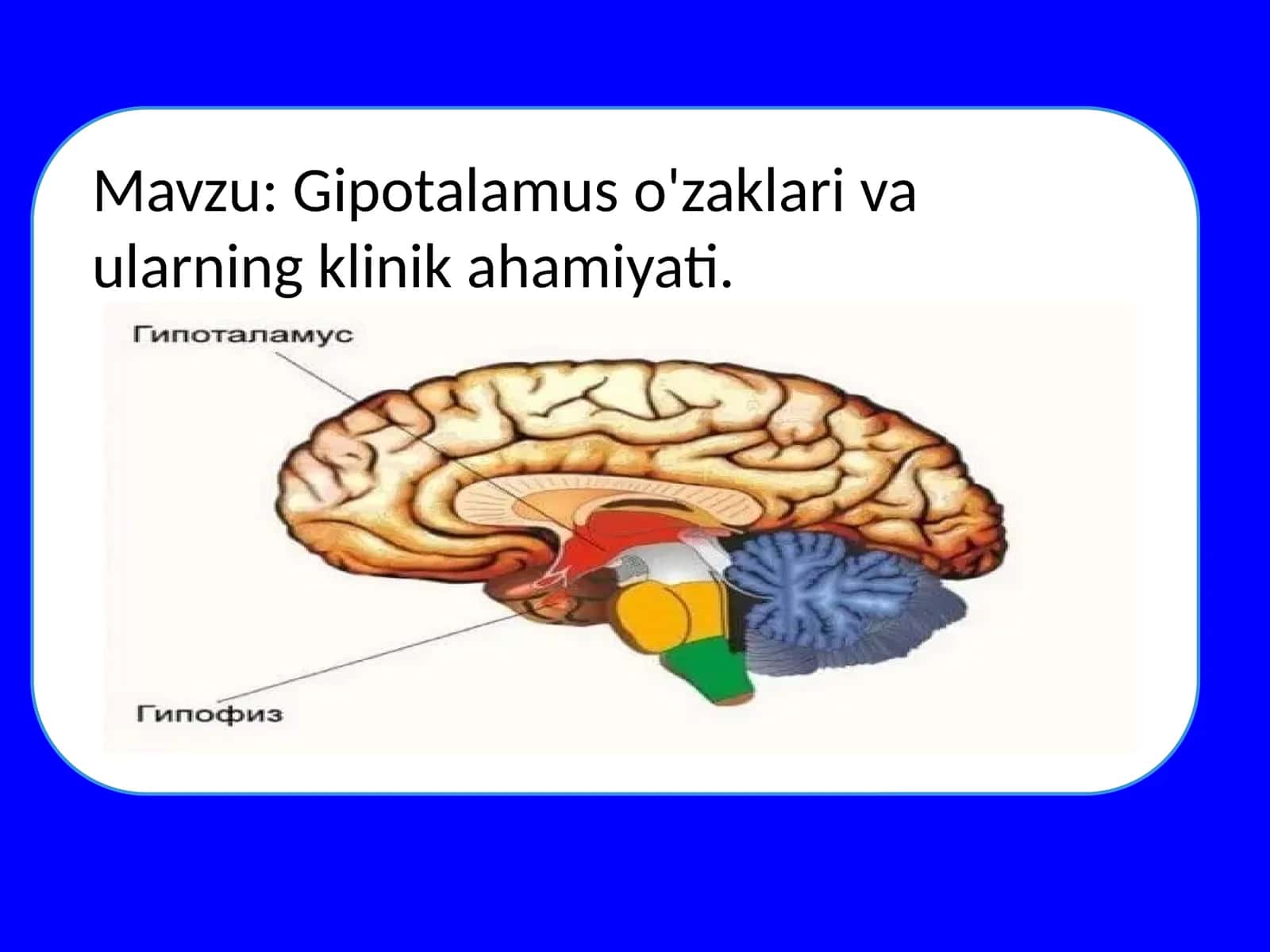 Gipotalamus o'zaklari va ularning klinik ahamiyati 1
