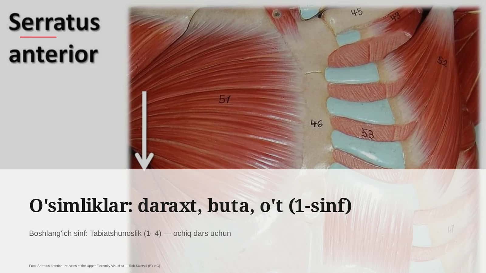 O'simliklar: daraxt, buta, o't (1-sinf) 1