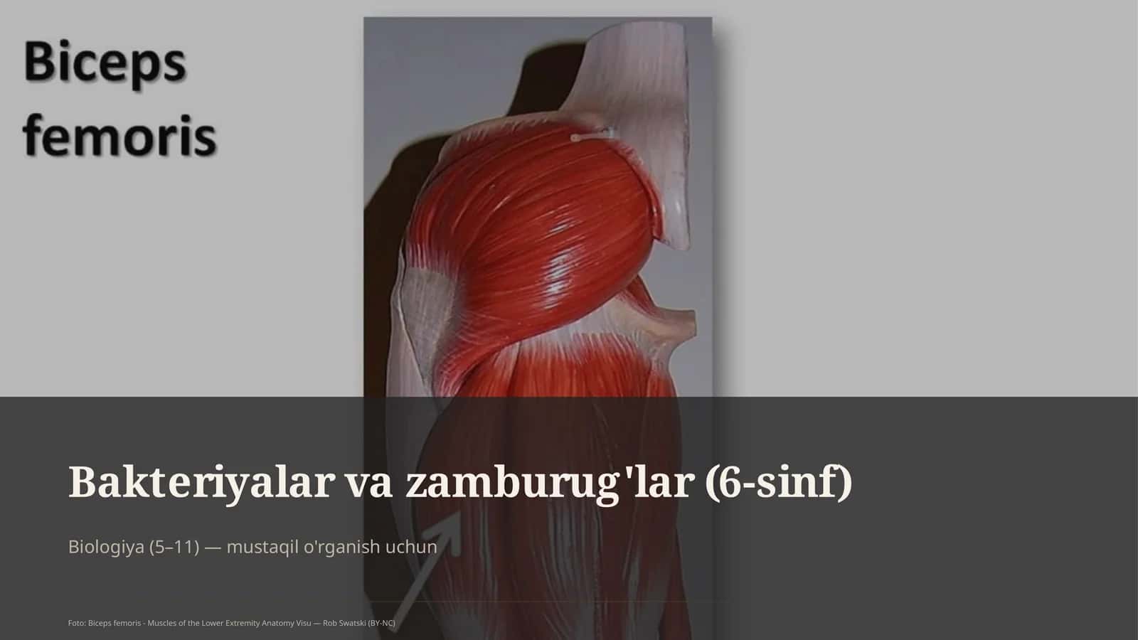 Bakteriyalar va zamburug'lar (6-sinf) 1