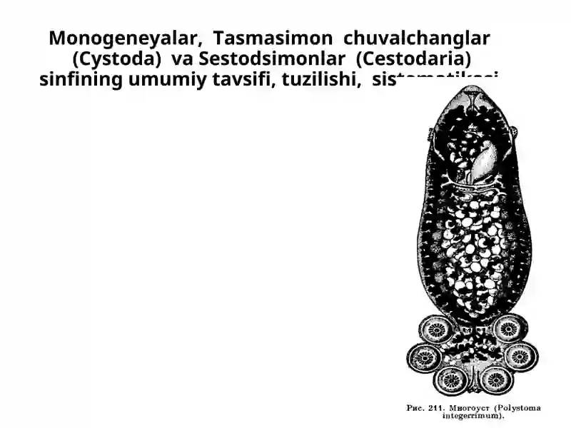 Monogeneyalar, Tasmasimon chuvalchanglar (Cystoda) va Sestodsimonlar (Cestodaria) sinfining umumiy tavsifi, tuzilishi, sistematikasi.
