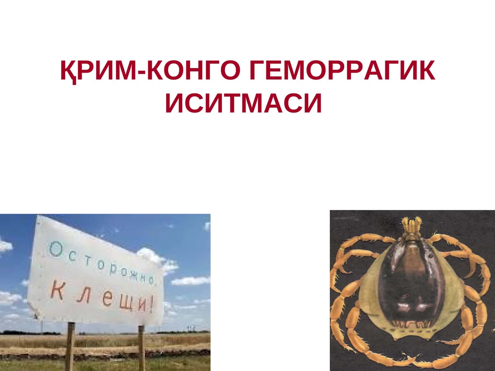 ҚРИМ-КОНГО ГЕМОРРАГИК ИСИТМАСИ 1