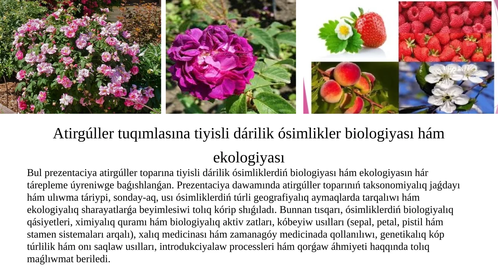 Atirgúller tuqımlasına tiyisli dárilik ósimlikler biologiyası hám ekologiyası 1