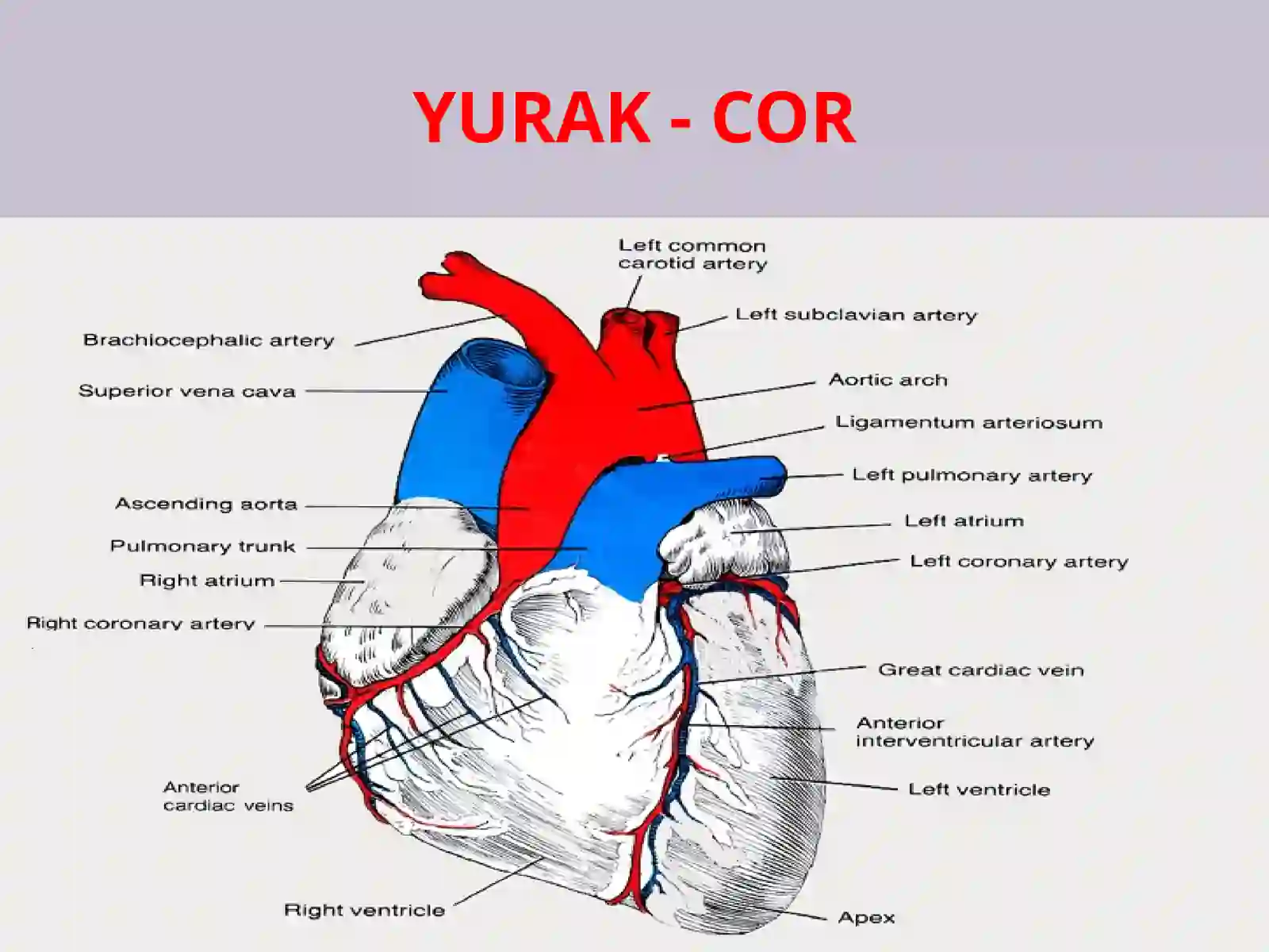 YURAK QON-TOMIR TIZIMI 2