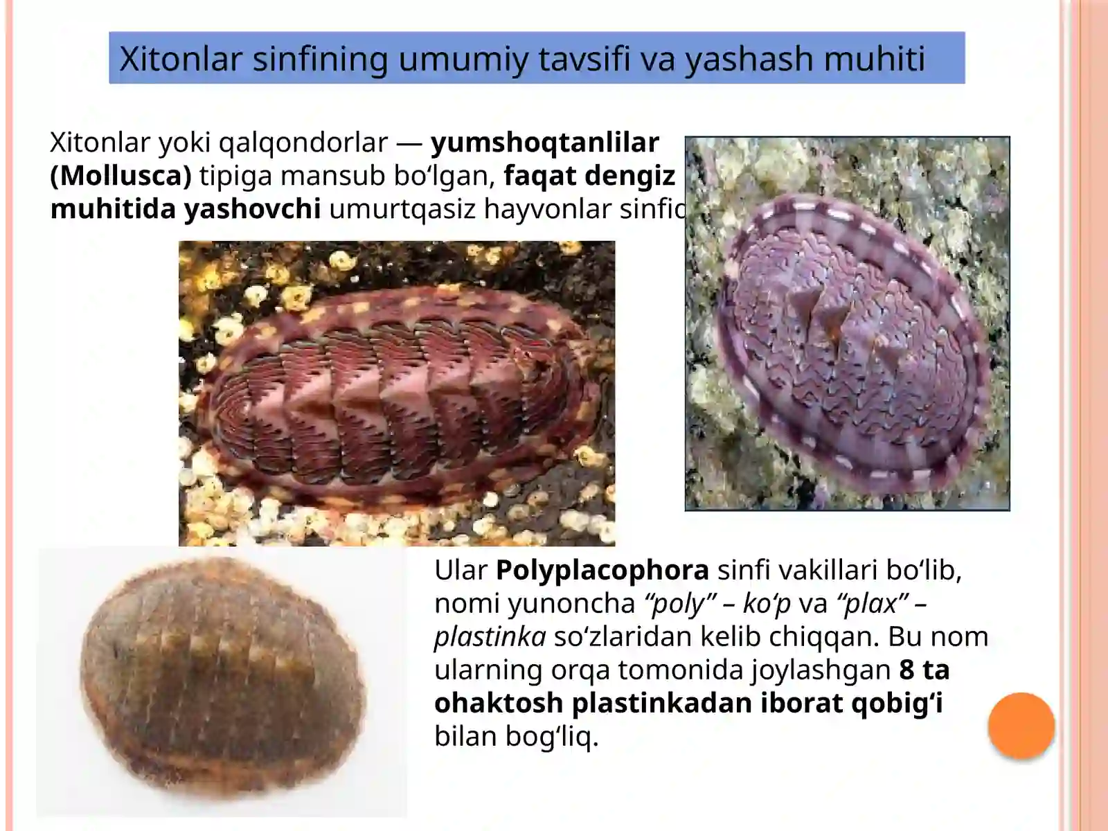 Xitonlar(qalqondorlar) sinfi 2
