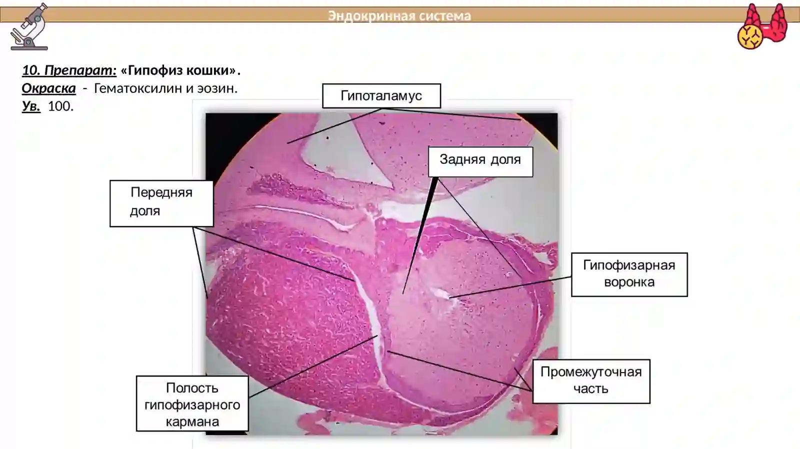Гипофиз кошки 2