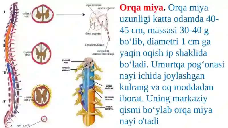 Orqamiyaning tuzilishi va funksiyasi 2