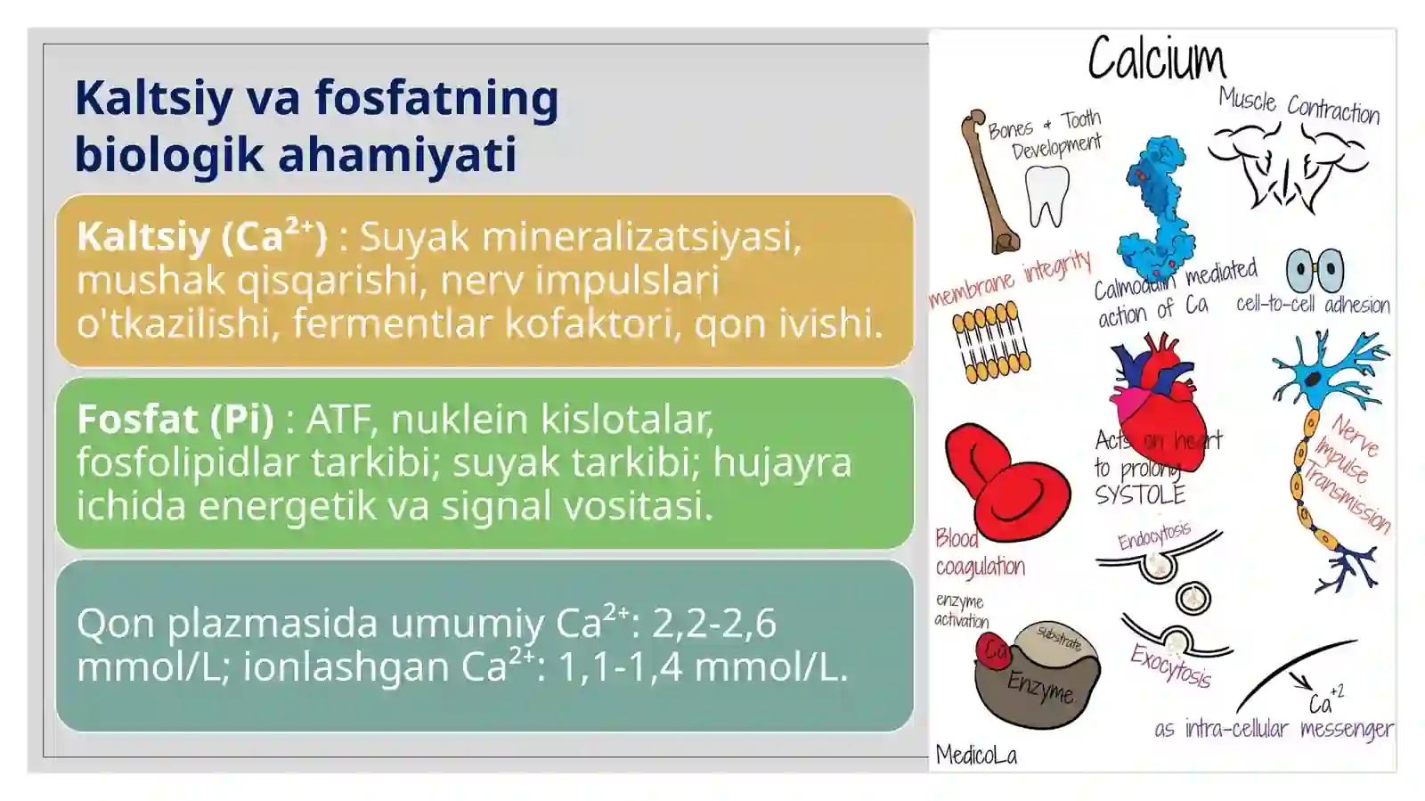 Parathormon, Vitamin D va Kalsitonin: Kaltsiy-fosfor almashinuvining gormonal regulyatsiyasi 2