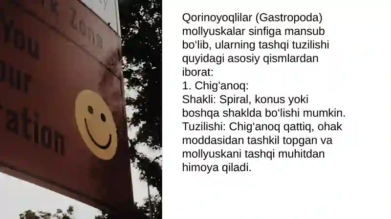 Qorinoyoqlilar (Gastropoda) mollyuskalar sinfi 2