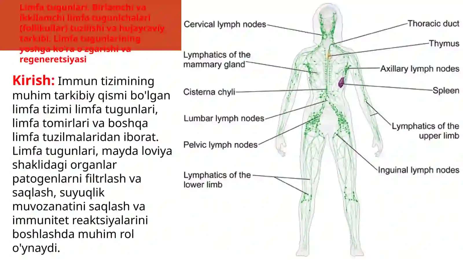 TOSHKENT TIBBIYOT AKADEMIYASI TIBBIY BIOLOGIYA VA GISTALOGIYA KAFEDRASI 2