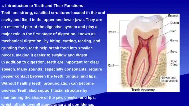 Types of Teeth 2