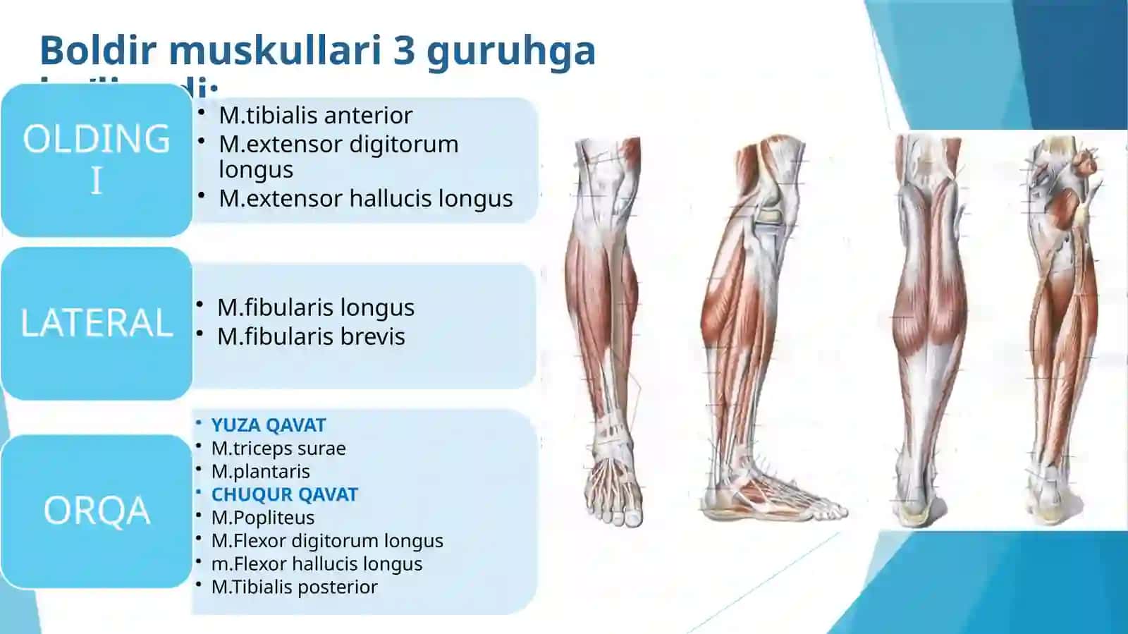 Boldir muskullari anatomiyasi 2
