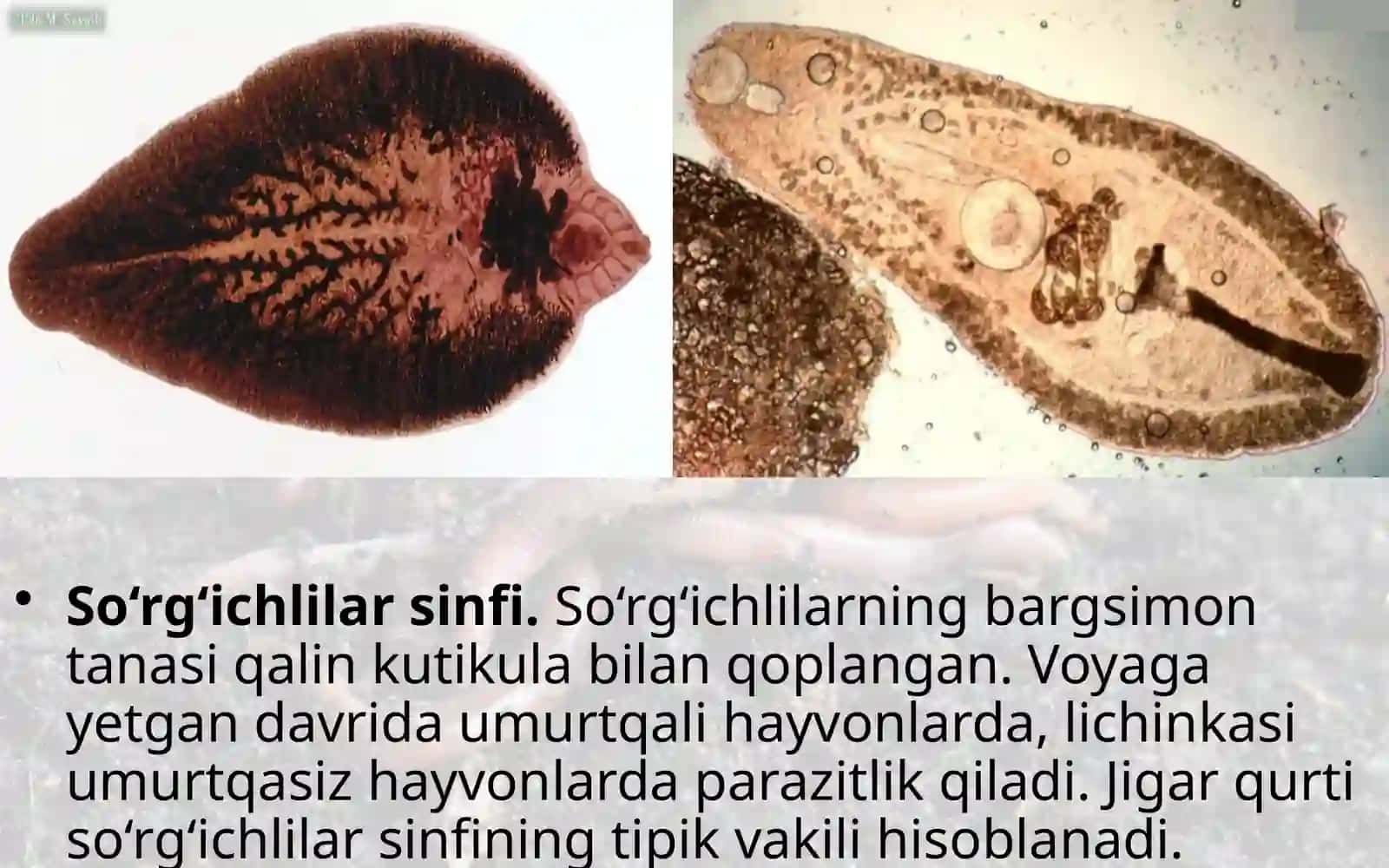 7-sinf Zoologiya 'Yassi chuvalchanglar tipi so'rg'ichlilar va tasmasimon chuvalchanglar sinflari' ko'rgazma 2