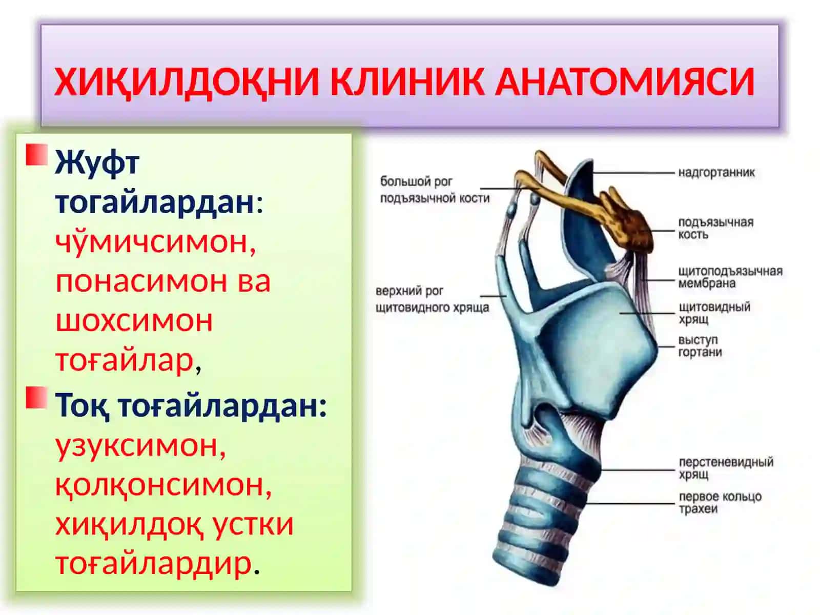 ХИҚИЛДОҚНИКЛИНИК АНАТОМИЯСИ.ХИҚИЛДОҚНИЎТКИР ВА СУРУНКАЛИ КАСАЛЛИКЛАРИ 2