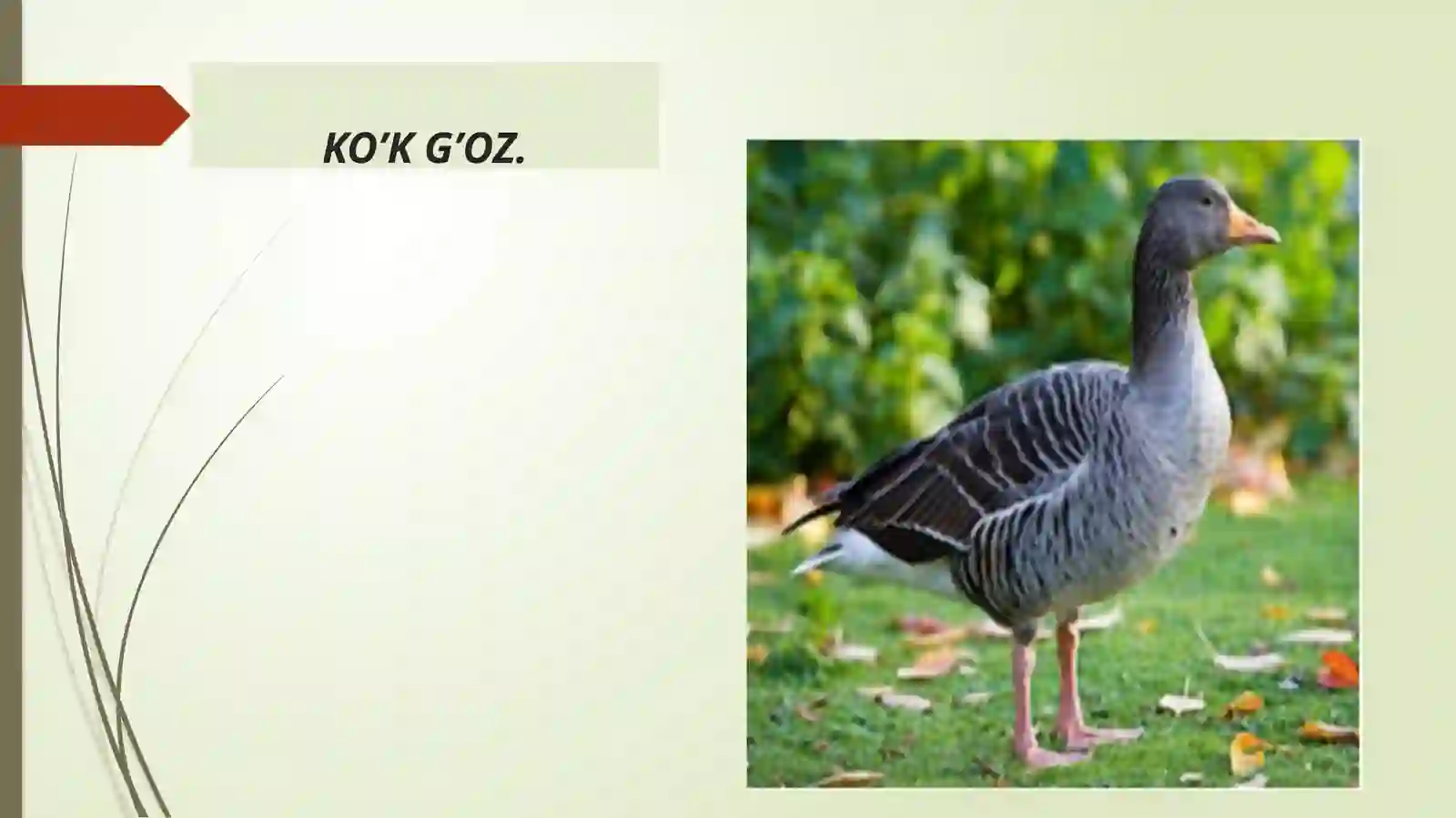 G’ozsimonlar- Anseriformes 2