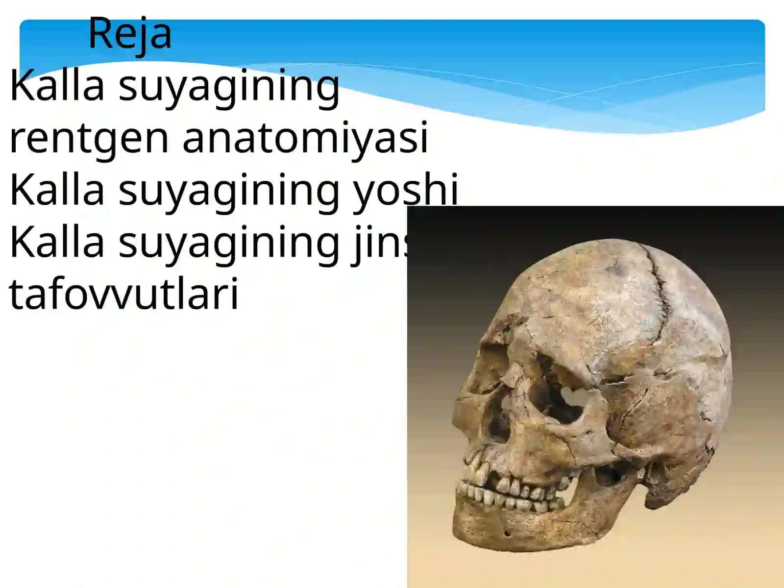 Kalla suyagi anatomiyasi rentgeni 2