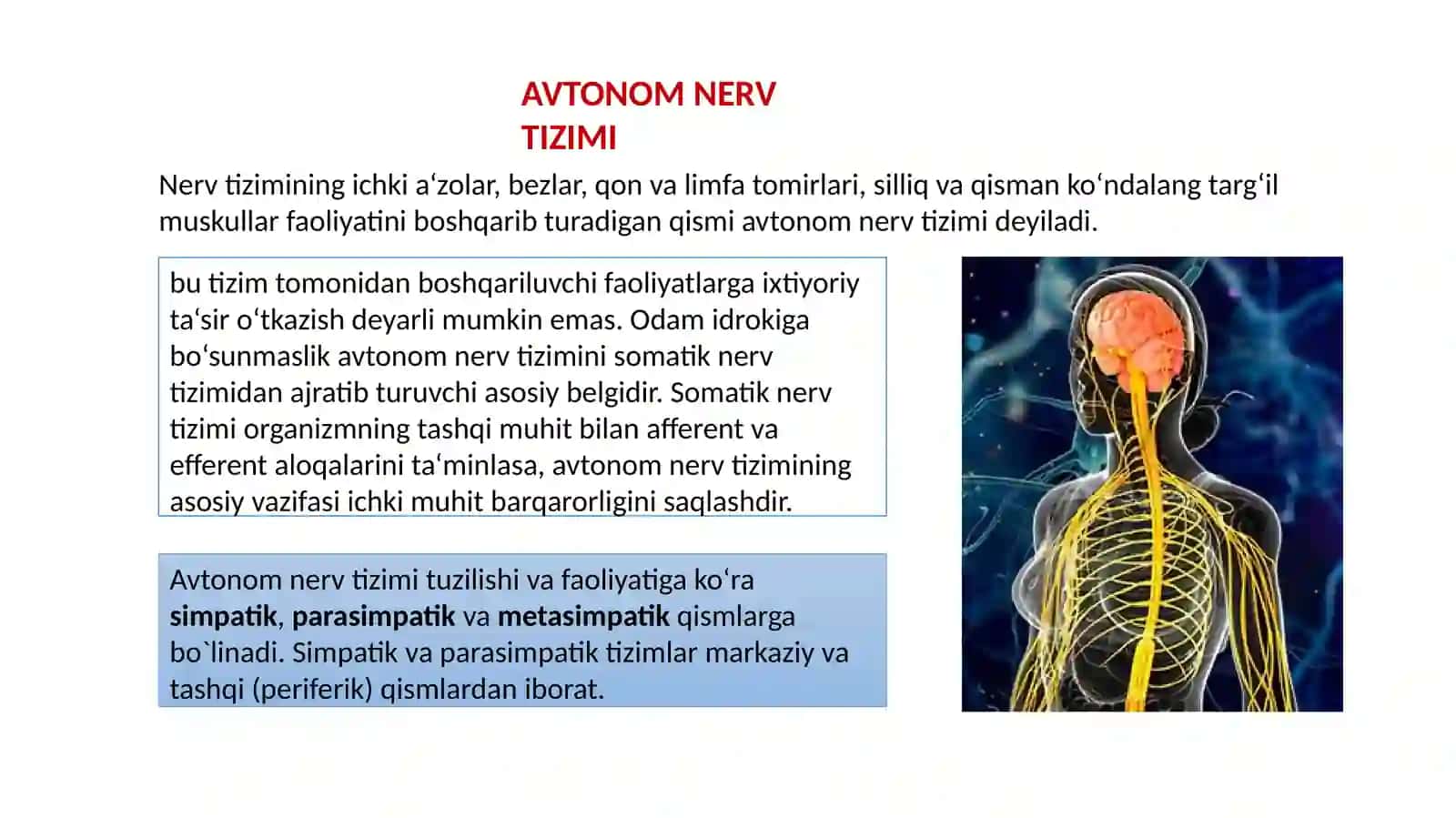 Vegetativ nerv sistemasi. Simpatik, parasimpatik va metasimpatik asab tizimi 2
