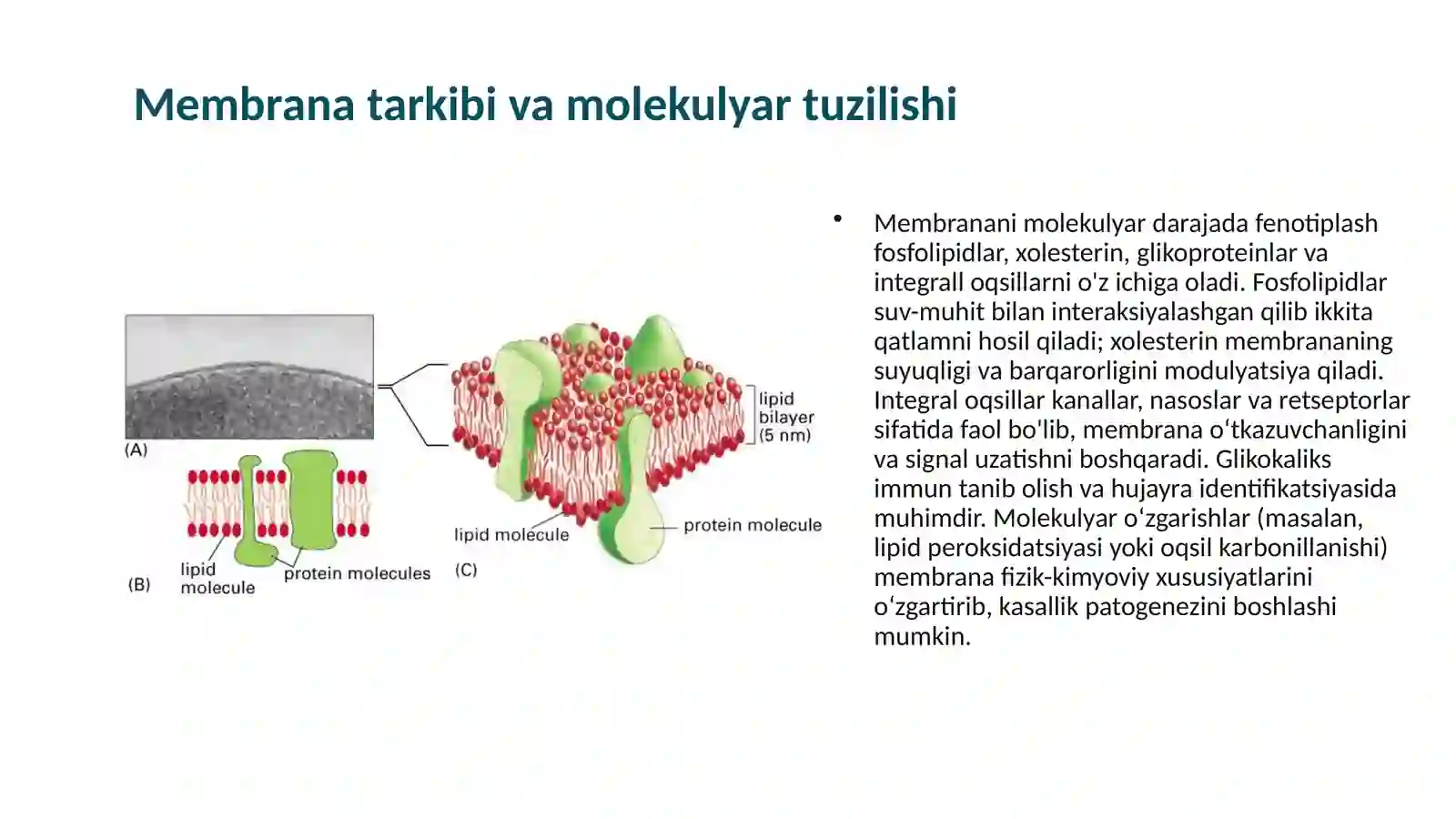 Hujayra membranasi 2