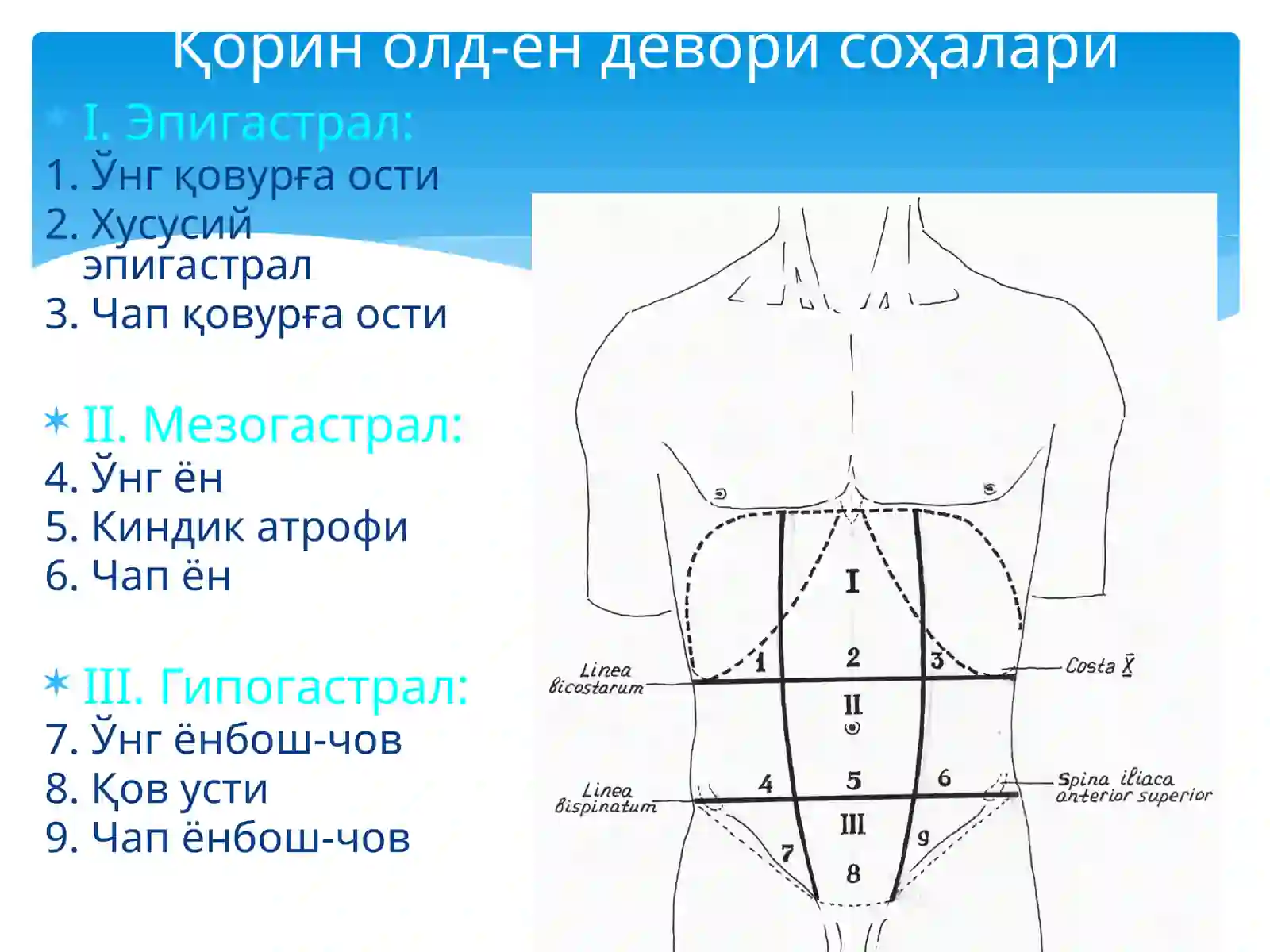 Қорин деворлари клиник анатомияси 2