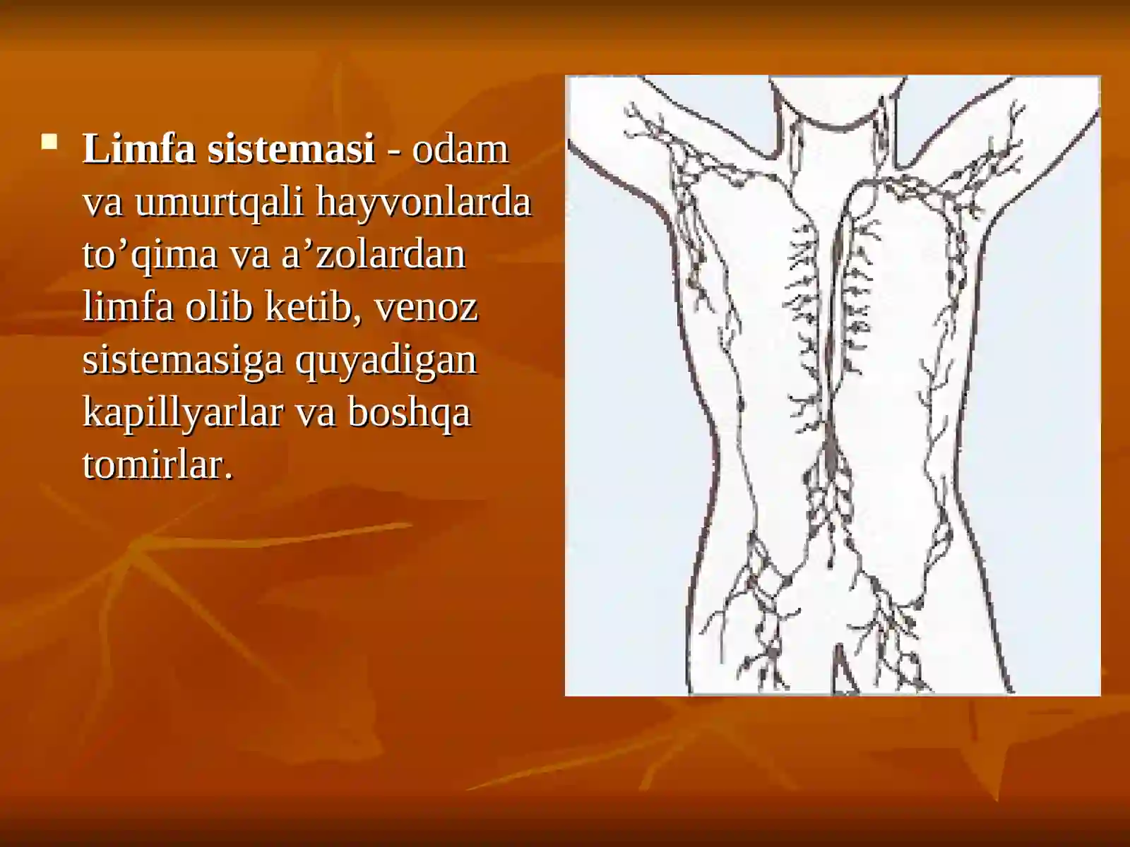 Limfa sistemasi 2