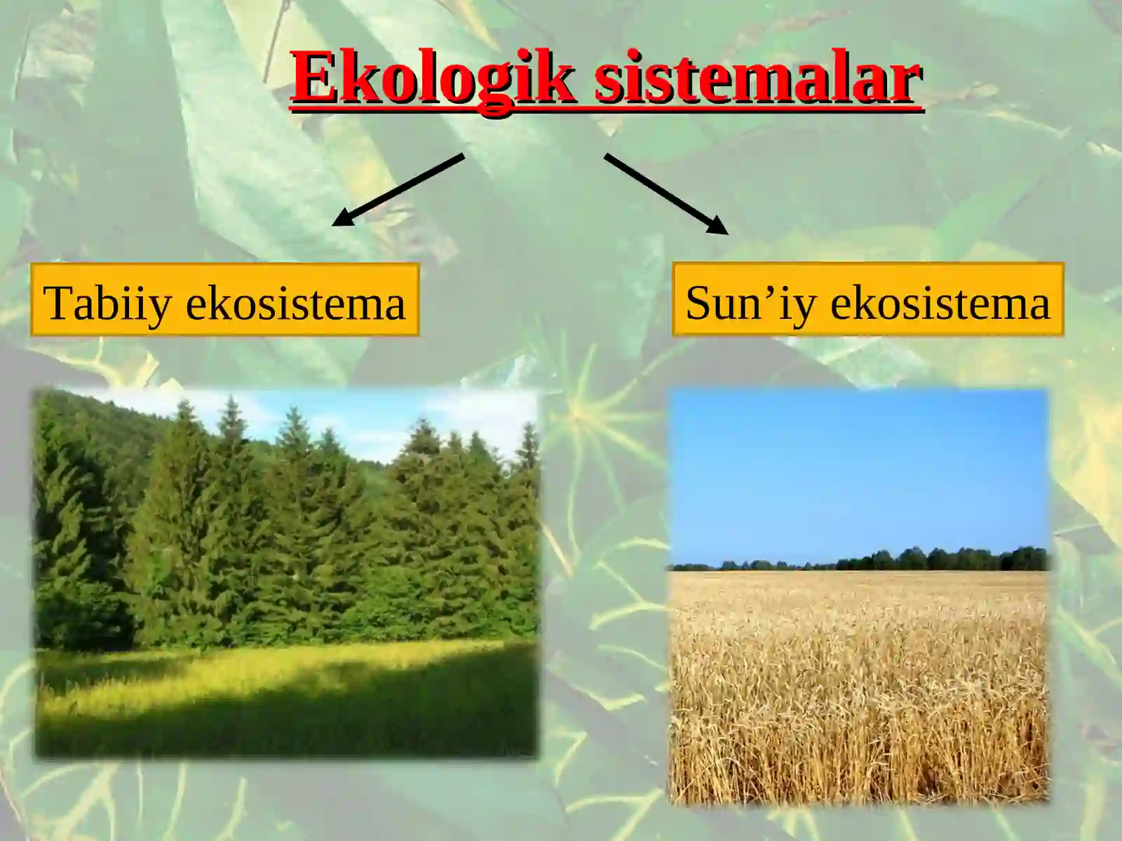 Sun’iy ekosistema 2