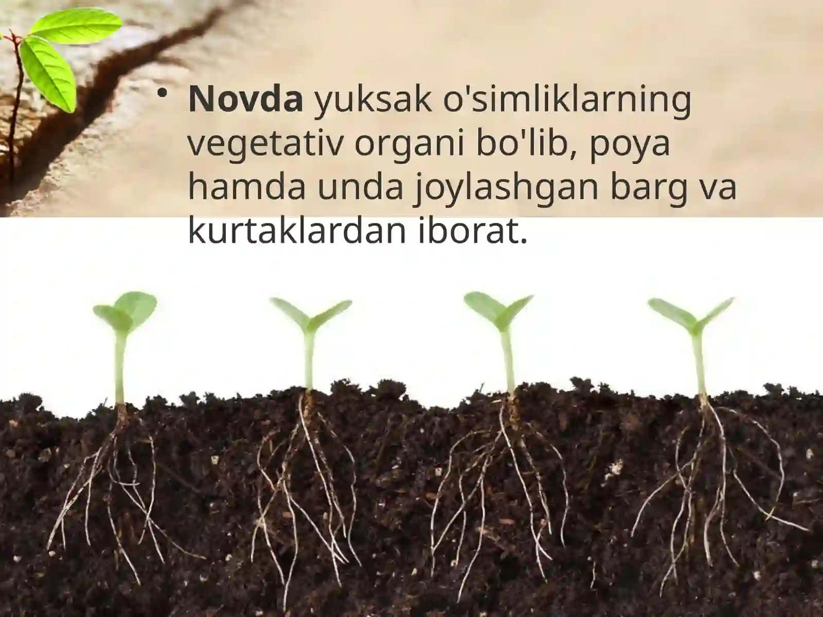 6-sinf Botanika Novda 2