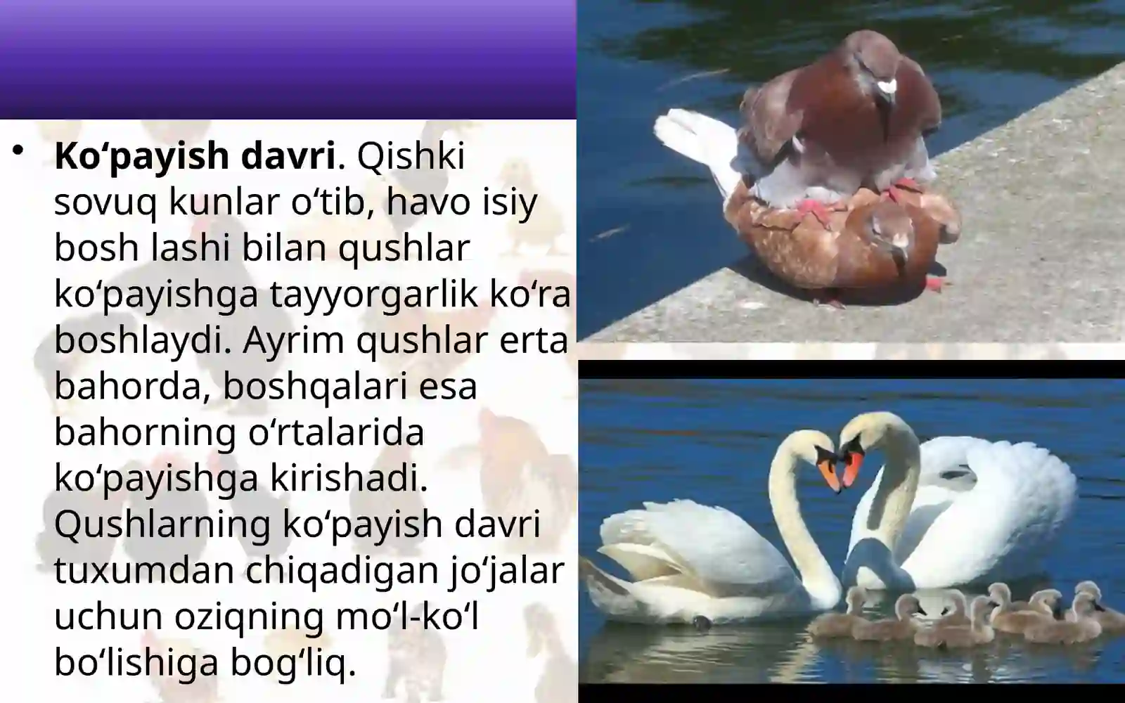 7-sinf Zoologiya 'Qushlarning ko'payishi, rivojlanishi va kelib chiqishi' ko'rgazma 2
