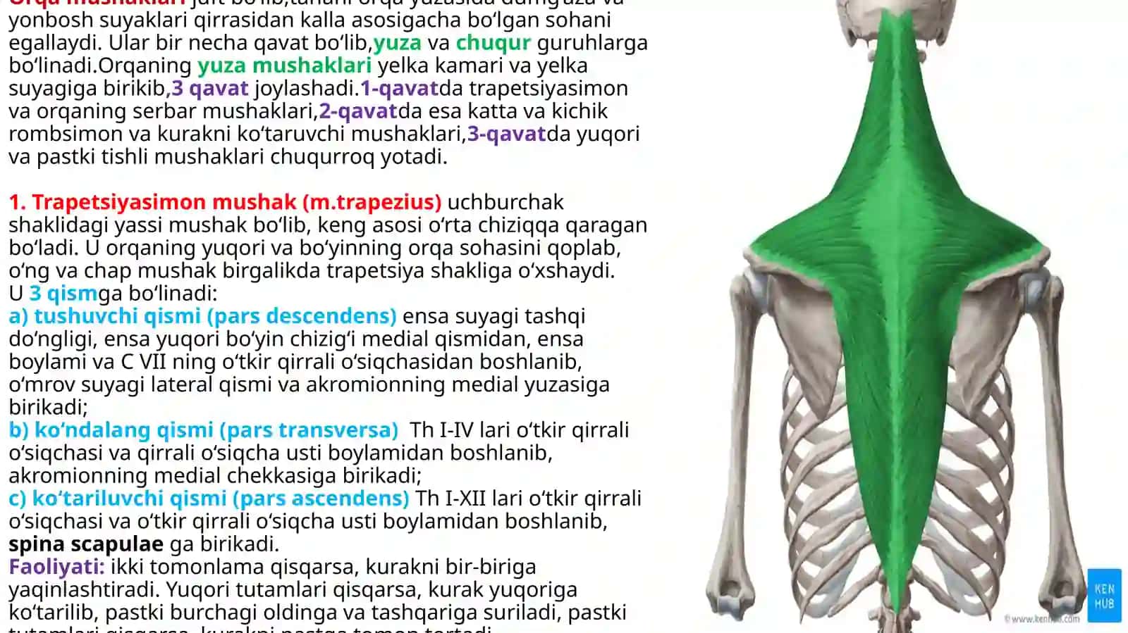 Gavdaning orqaguruhi yuzavachuqurmushaklari 2