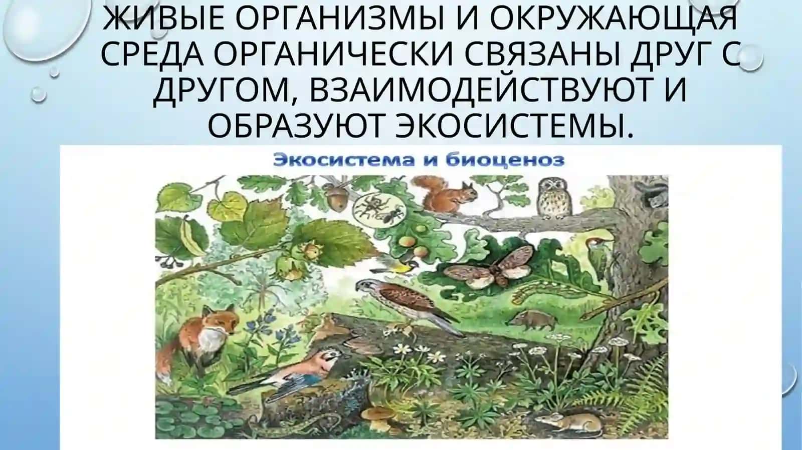 экосистема 2