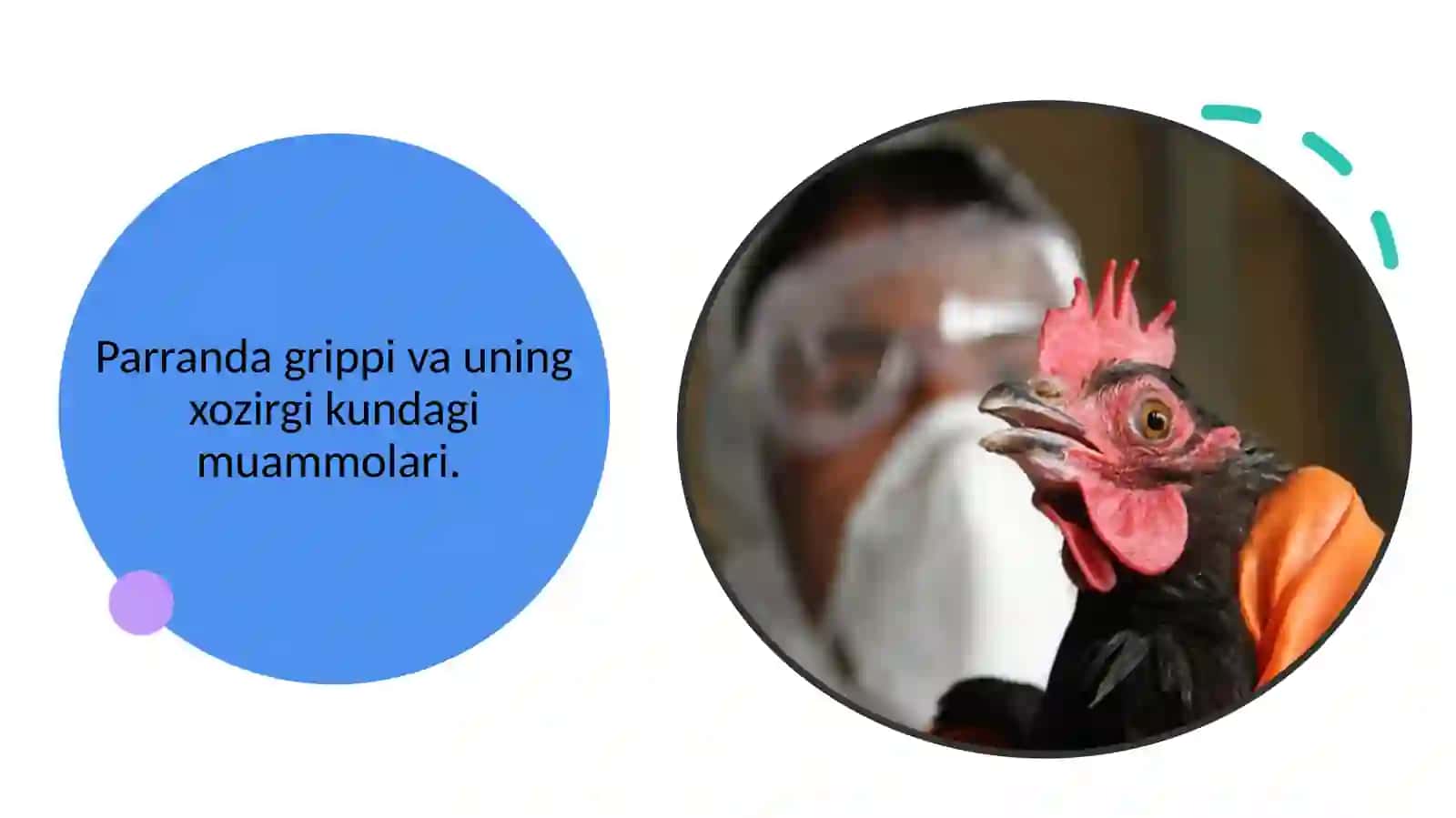 Parranda grippi va uning xozirgi kundagi muammolari. haqida to'liq ma'lumot 2