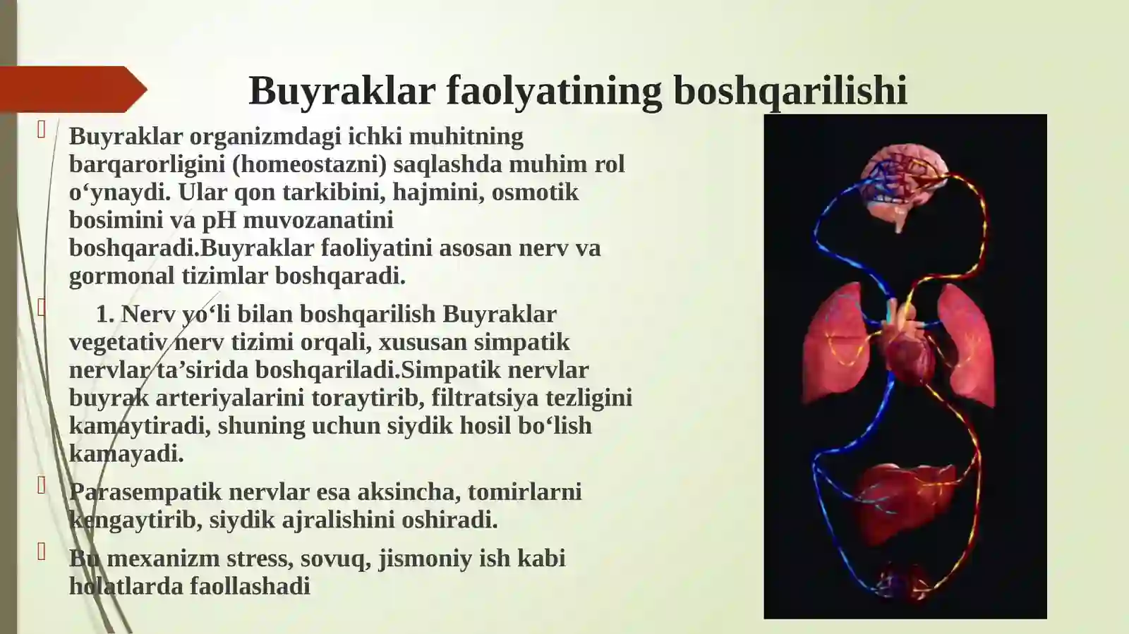 Buyrak organi haqida . Buyrak faoliyatini haqida toʻliq malimotlar. 2