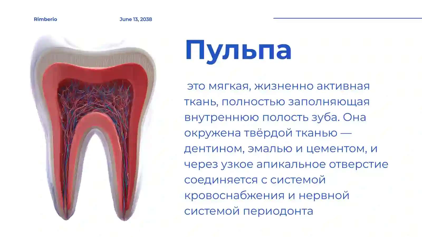Мягкая ткань зуба 2