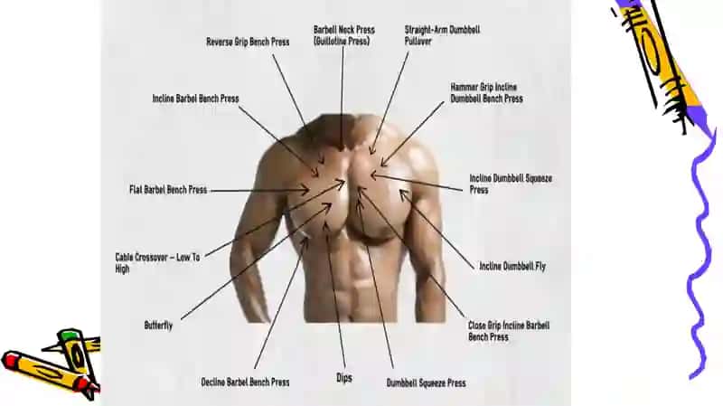 THE chest 2