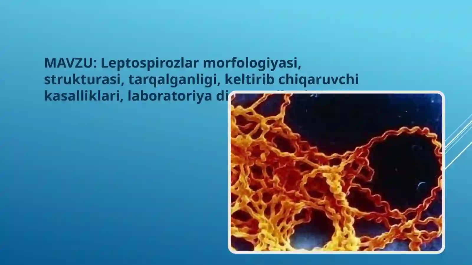 Leptospirozlar morfologiyasi, strukturasi, tarqalganligi, keltirib chiqaruvchi kasalliklari, laboratoriya diagnostikasi 2