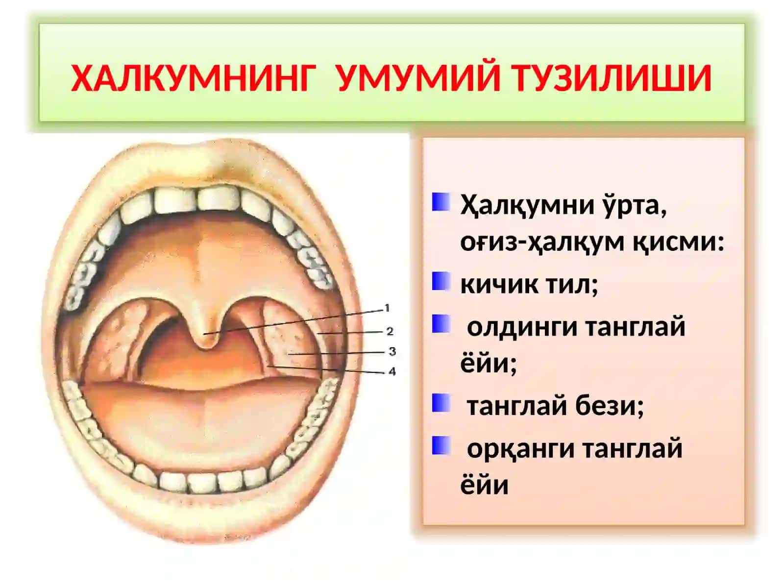 ХАЛКУМНИКЛИНИК АНАТОМИЯСИ 2