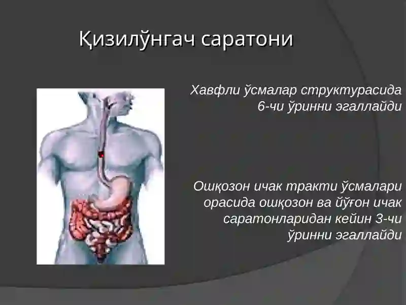 Қизилўнгач саратони 2