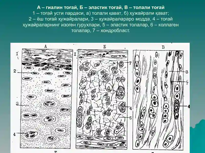Тогай ва суяк тукималар 2