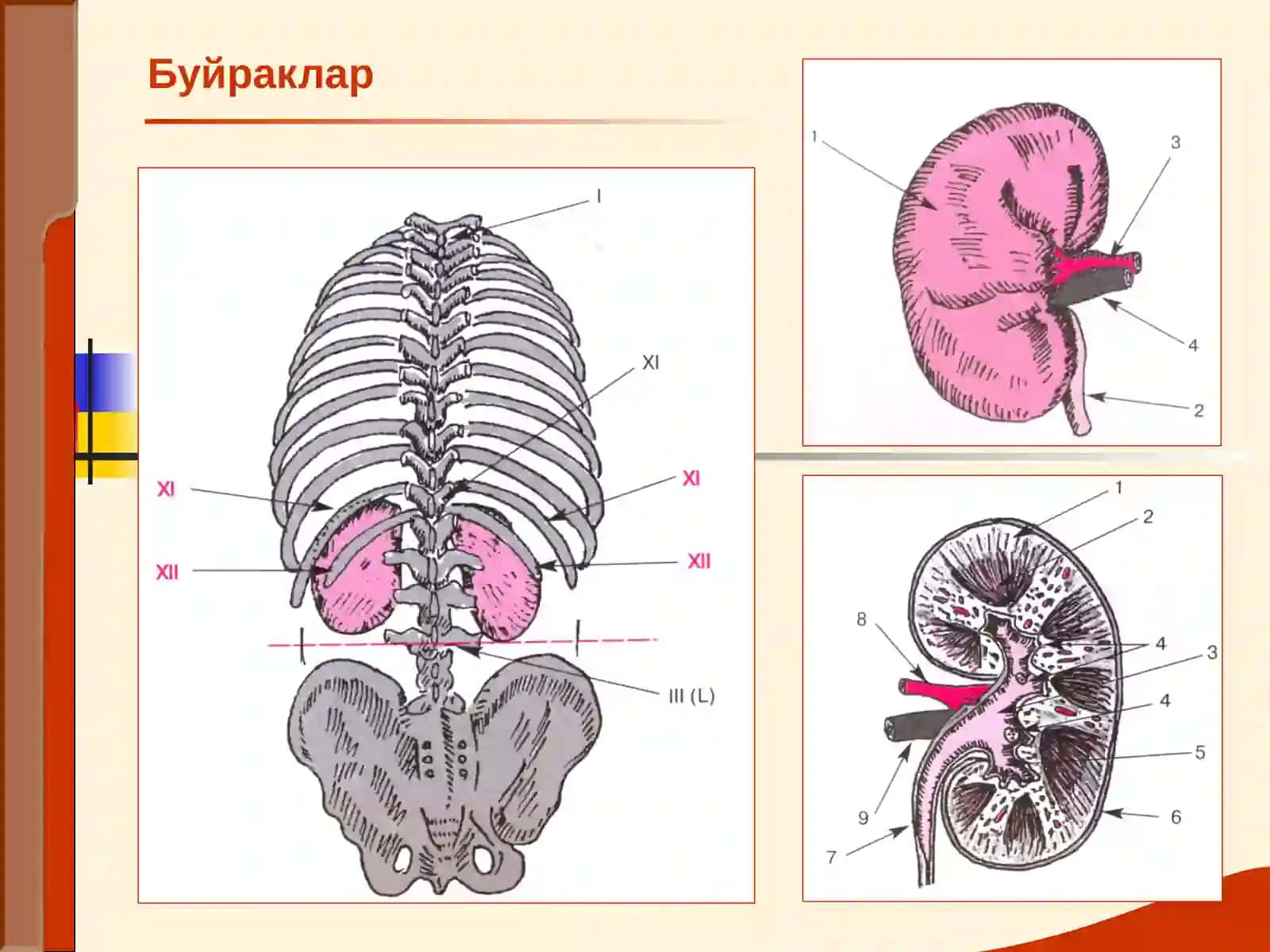Буйрак Касалликлари 2