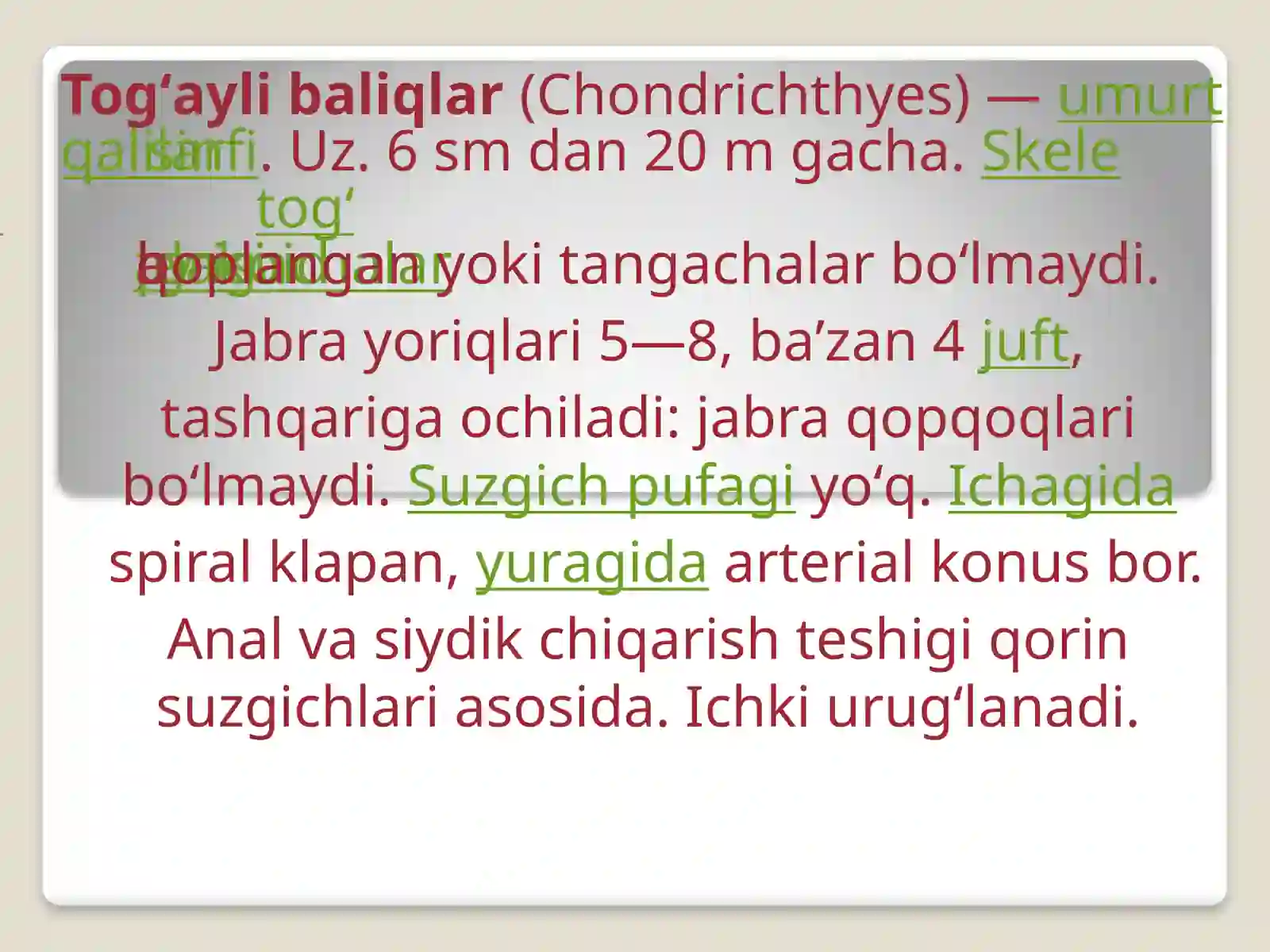 Tog’aylibaliqlarning umumiy tuzilishi 2