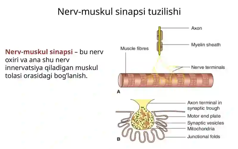 Nerv-muskul sinapsi tuzilishi 2