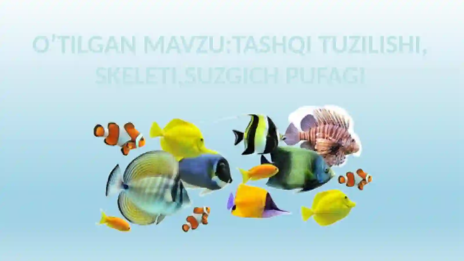 Baliqlarning ichki tuzilishi 2