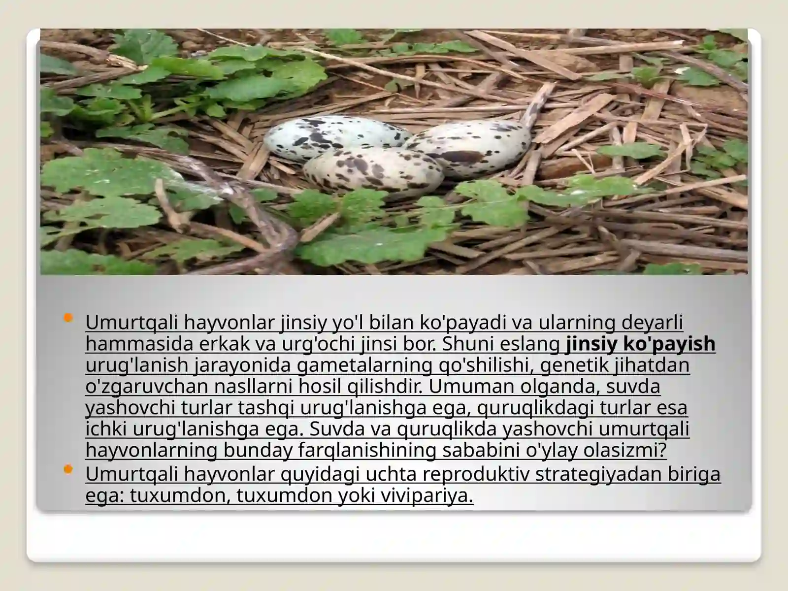 Umurtqali hayvonlarning ko'payishibiologiyasi 2
