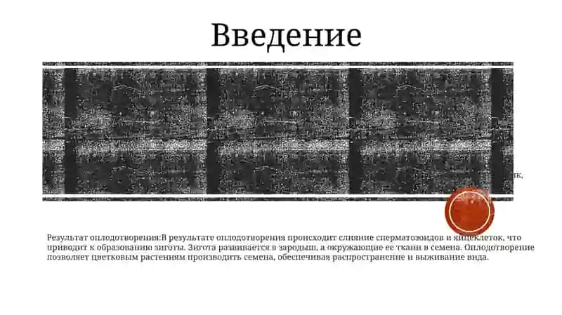 Оплодотворение Цветковых Растений 2