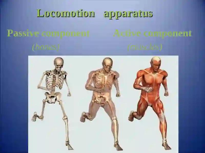 GENERAL OSTEOLOGY 2
