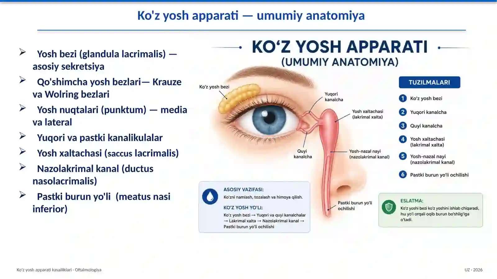 Ko'zyoshapparati—umumiyanatomiya 2