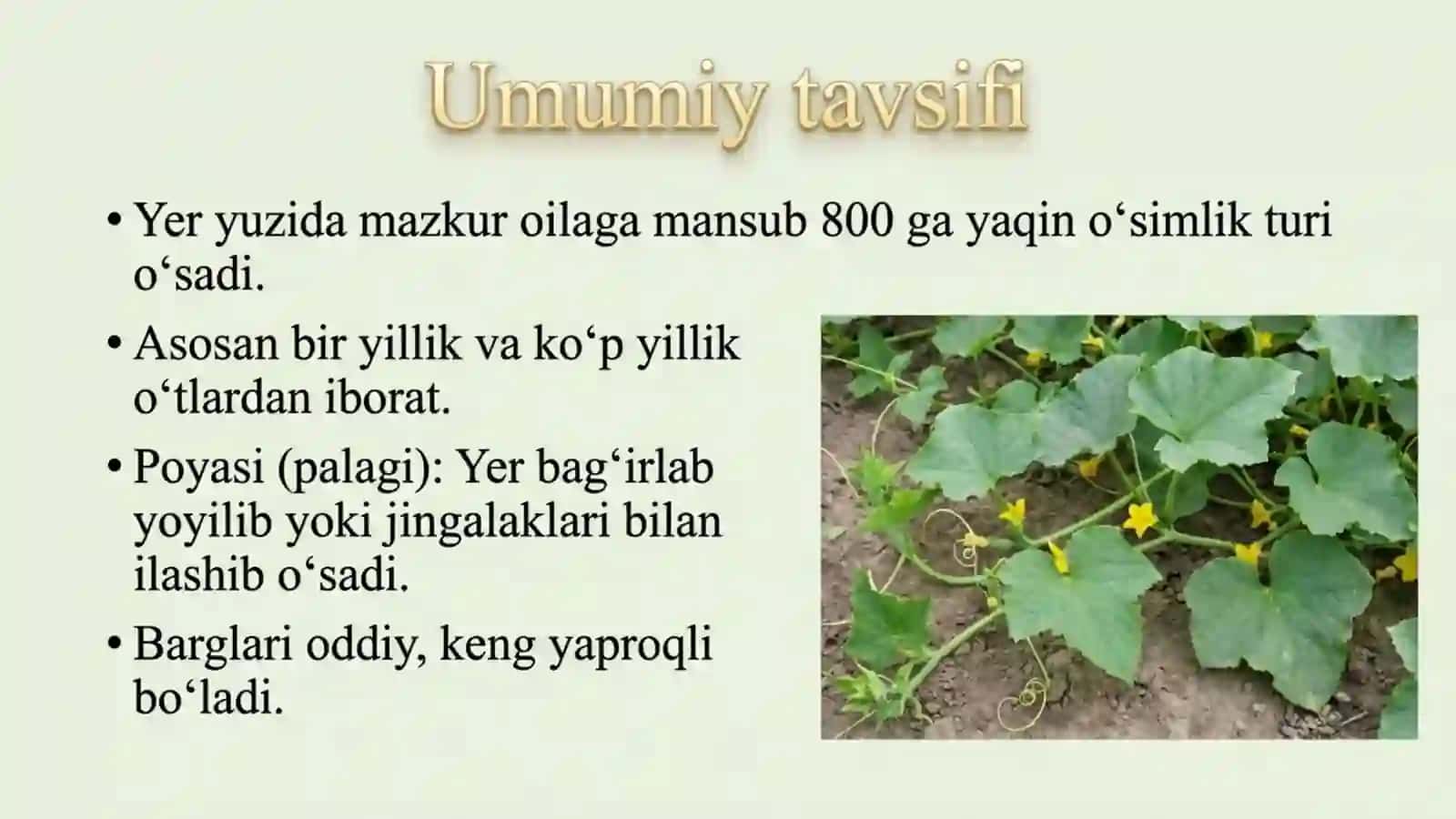 Qovoqdoshlar oilasi 2