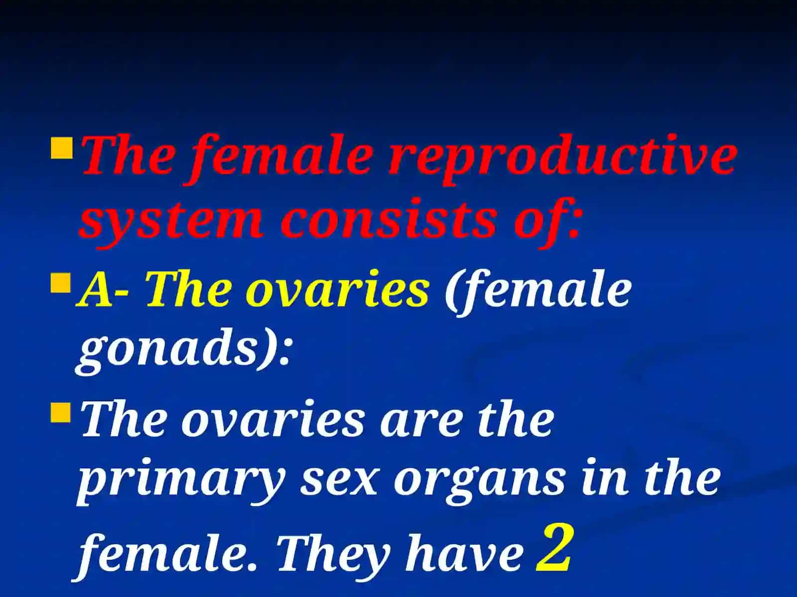 Female reproductive system 2