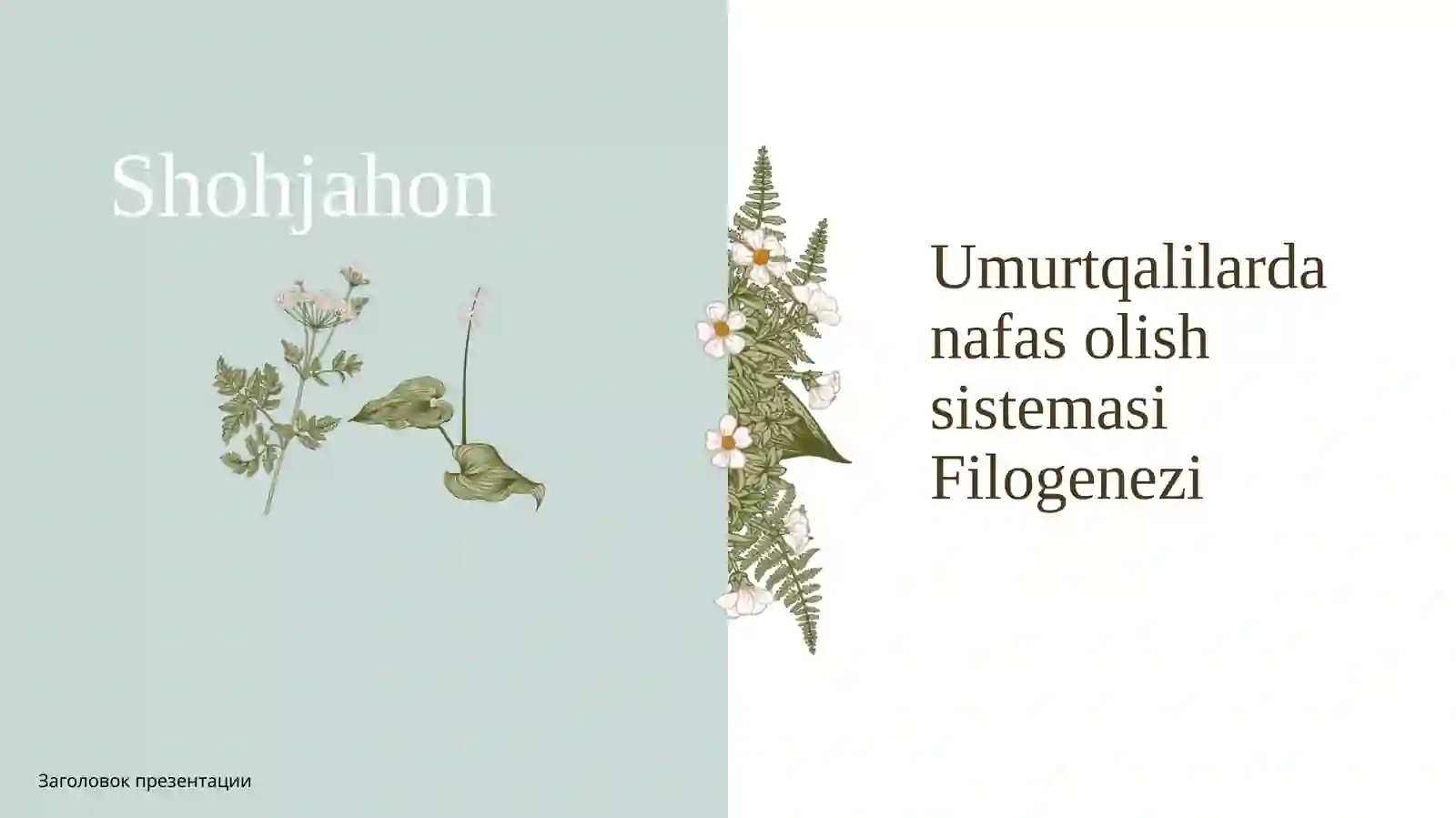 Umurtqalilar nafas olish sistemasi filogenezi 2