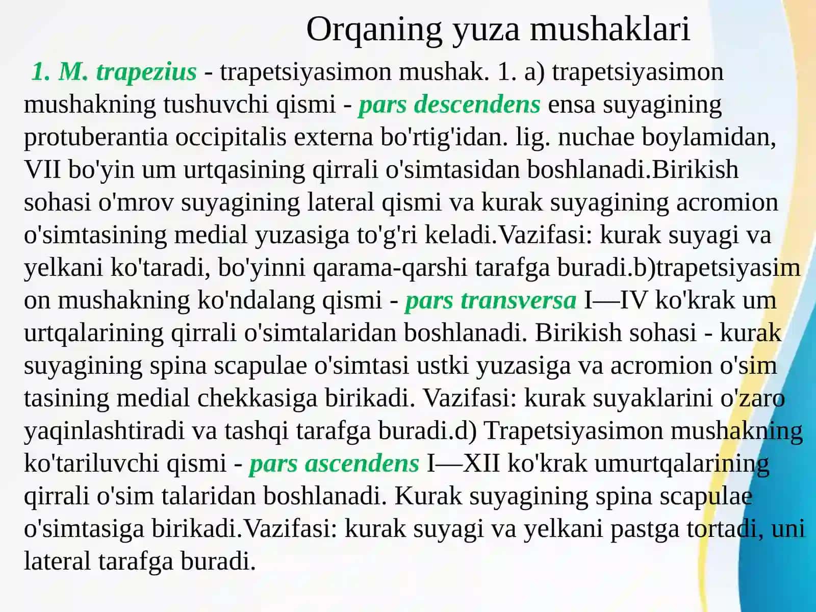 Orqaguruh mushaklari. Orqaning yuz mushaklari 2