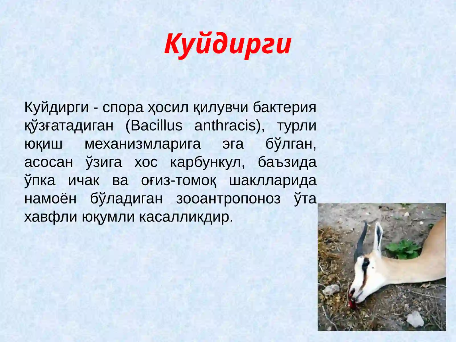 Куйдирги(Anthrax) 2